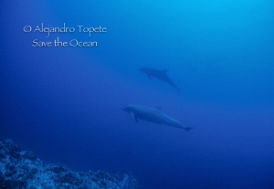 Dolphins, Isla de Coco Costa Rica by Alejandro Topete 